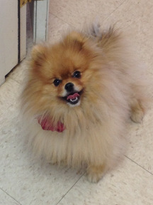 Dog